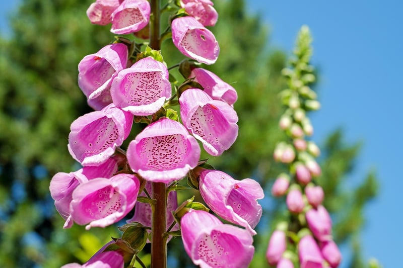 Vertical Garden Plants